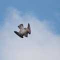 peregrine (Falco peregrinus) Mark Elvin